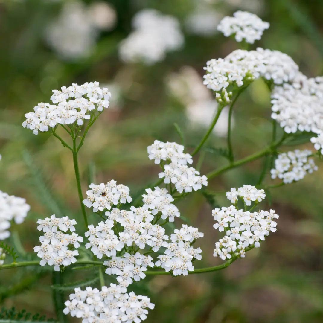 Unlock the Wonders of Blue Yarrow Essential Oil with Newest Body Oil